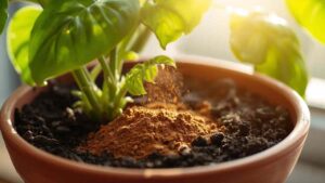 TRUCCO NATURALE CANNELLA